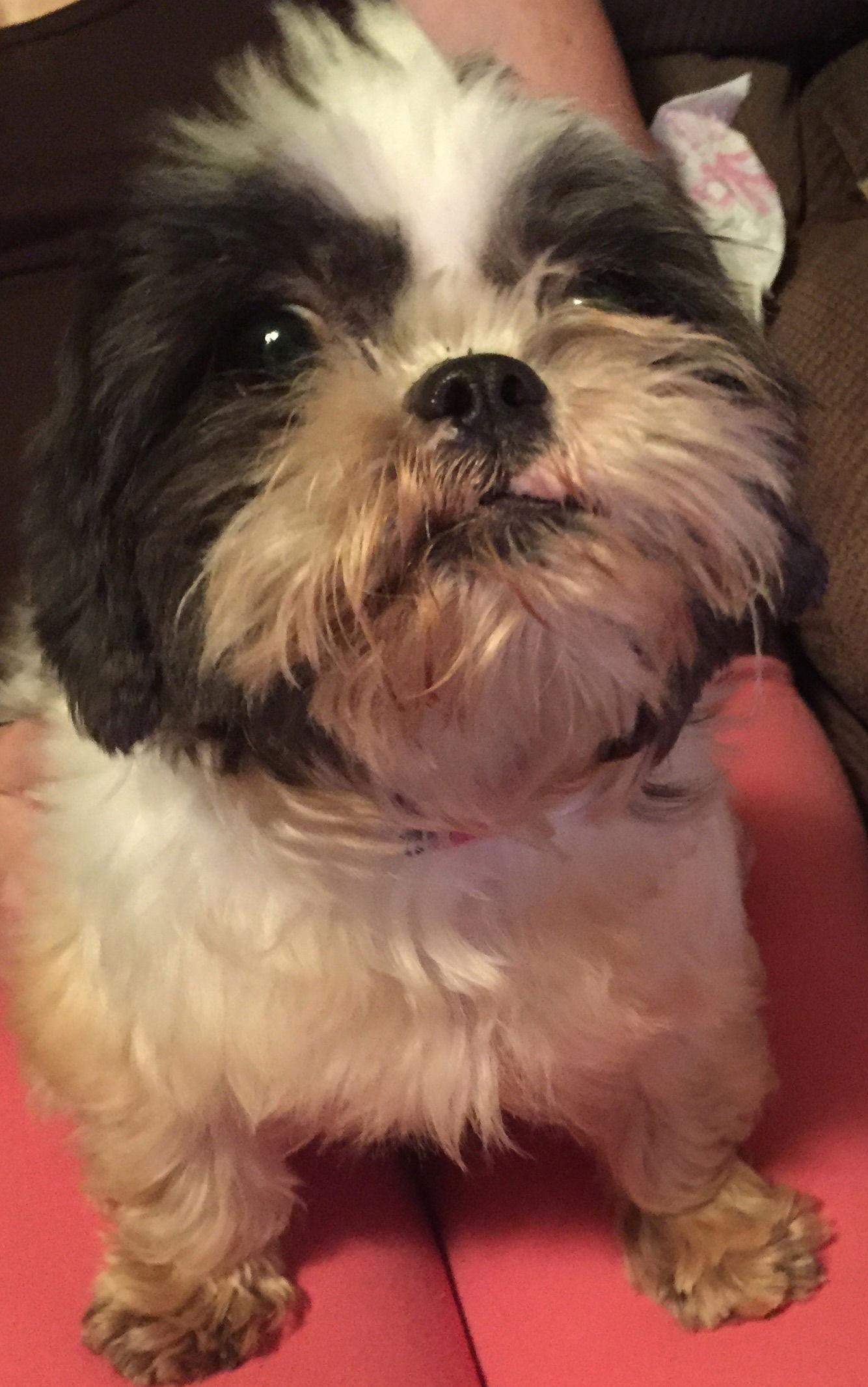 Enlarge Bitsy, a Adopted Shih Tzu in O'Fallon, MO image 3/3