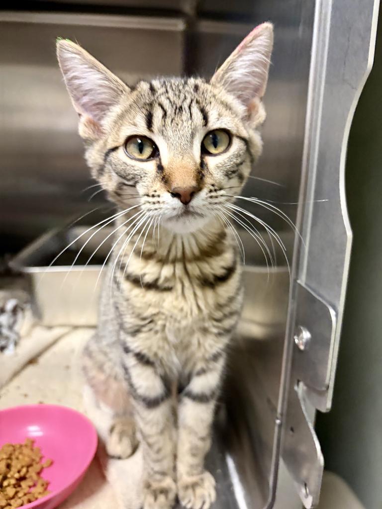 Farmall, a Adoptable mixed breed in Saint Paul, MN image 2/3