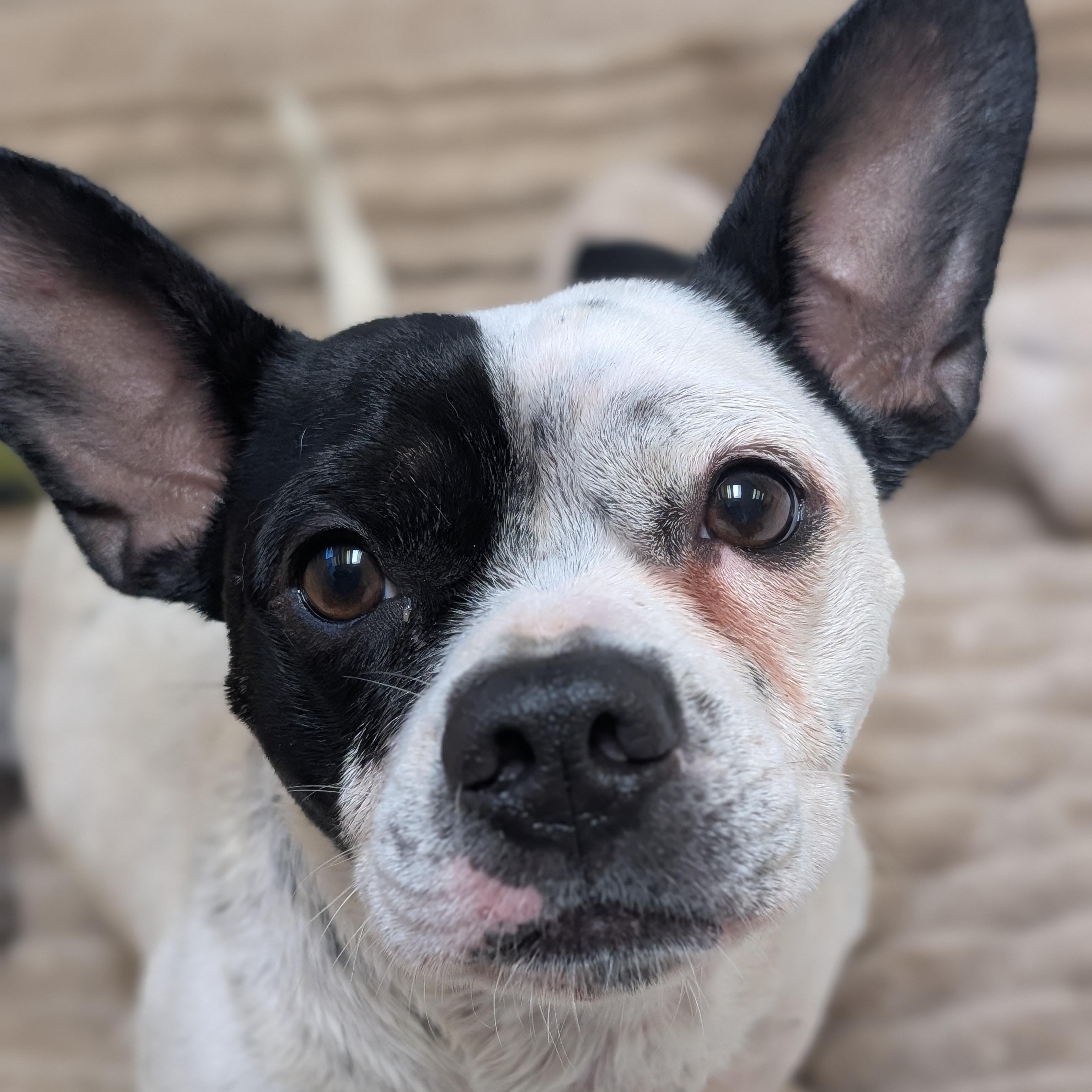 Dice, adopted, Adult Male French Bulldog & Boston Terrier.