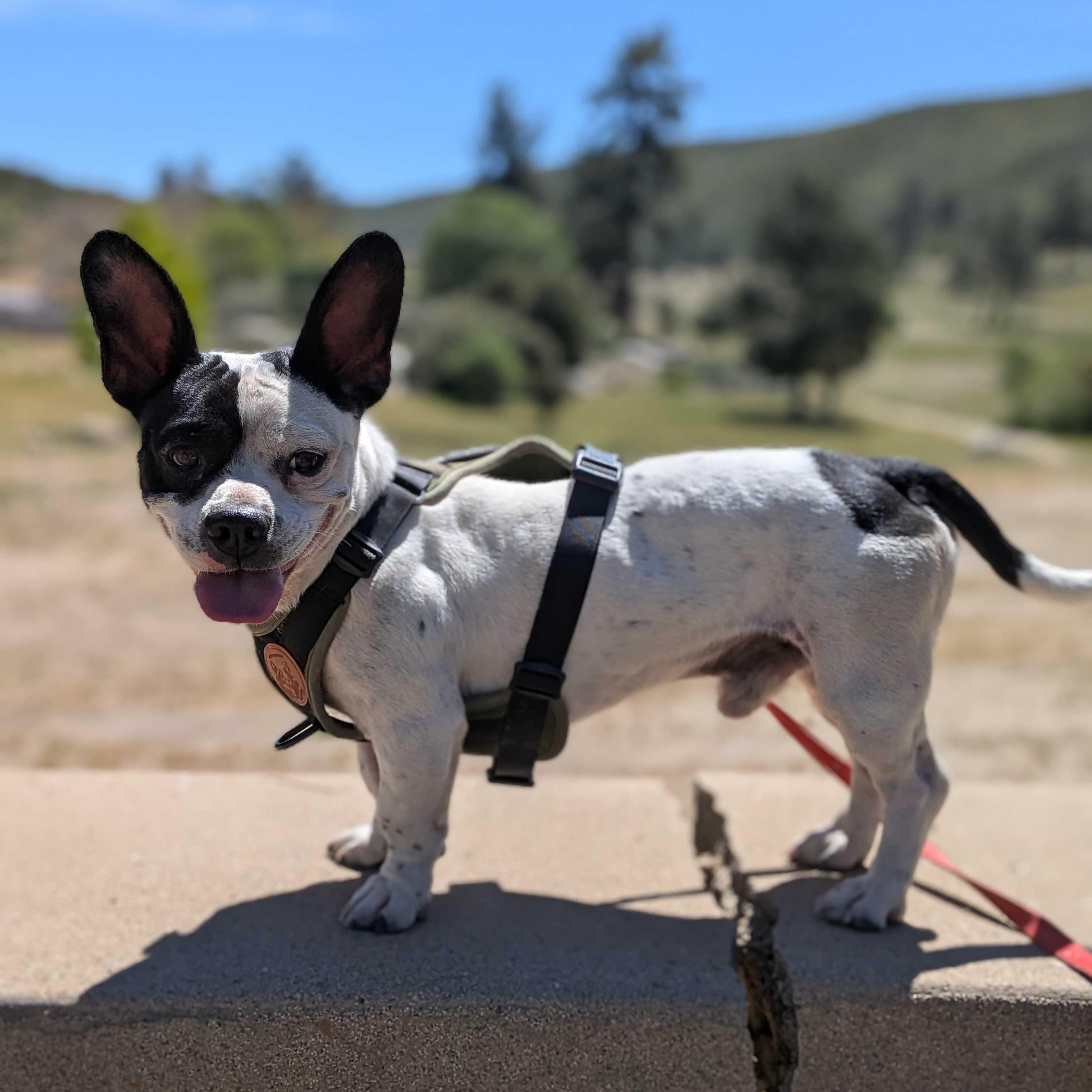 Enlarge Dice, an adopted mixed breed in Mountain Center, CA image 2/2