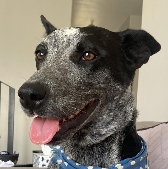 Perse, ADOPTABLE, Adult Female Australian Shepherd.
