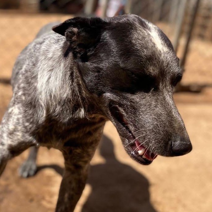 Enlarge Perse, a ADOPTABLE Australian Shepherd in San Diego, CA image 3/4