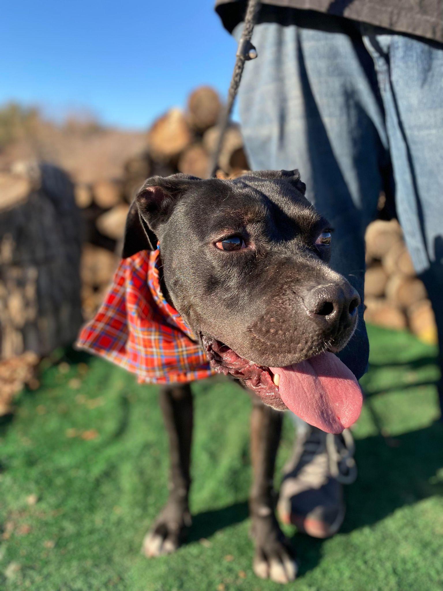 Jazz, adopted, Adult Male Boxer & Pit Bull Terrier.