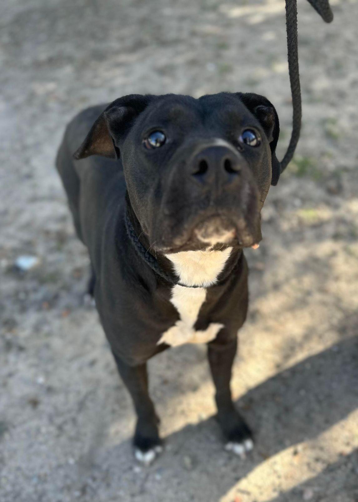 Jazz, an adopted mixed breed in Duluth, MN image 2/6