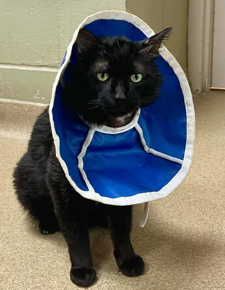 Shazzam, Adoptable, Adult Male Domestic Short Hair.