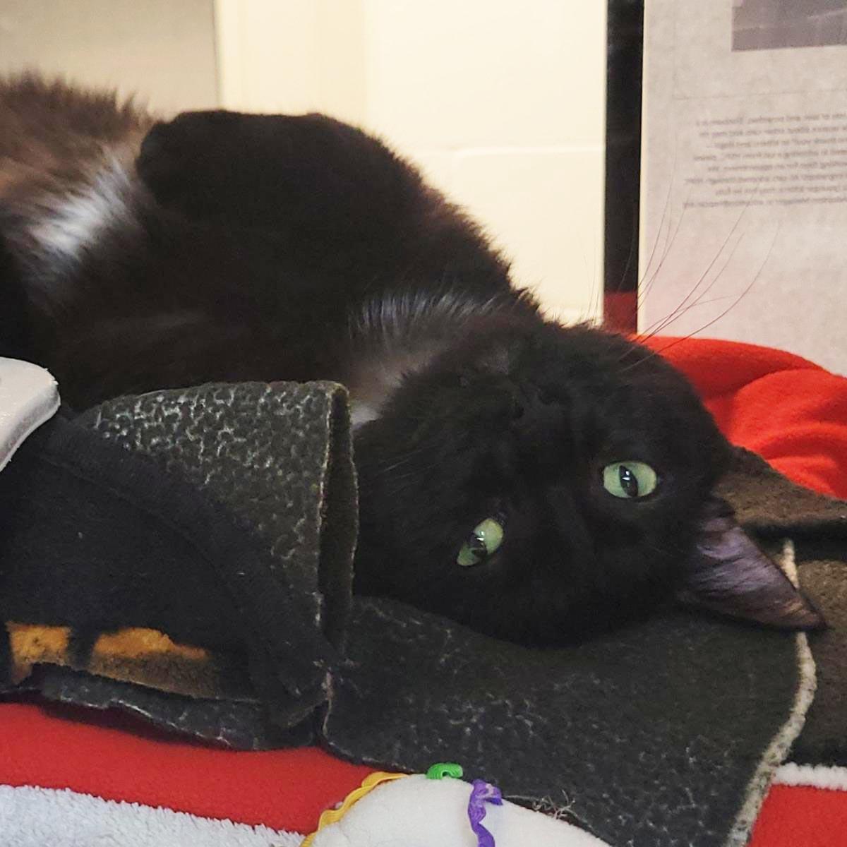Shazzam, a Adoptable Domestic Short Hair in Plover, WI image 2/3
