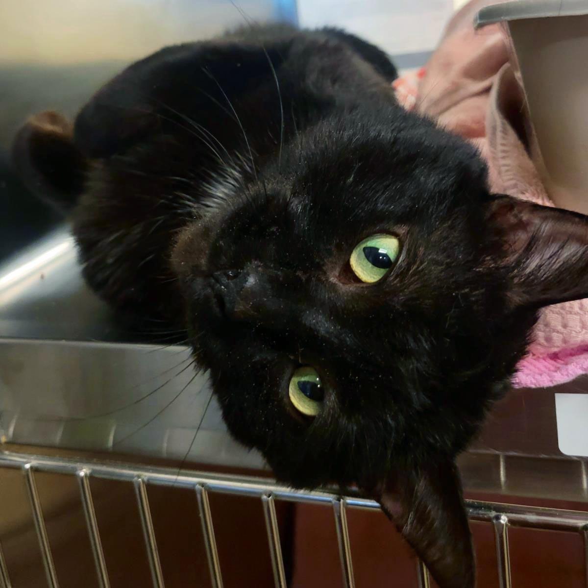 Shazzam, a Adoptable Domestic Short Hair in Plover, WI image 3/3