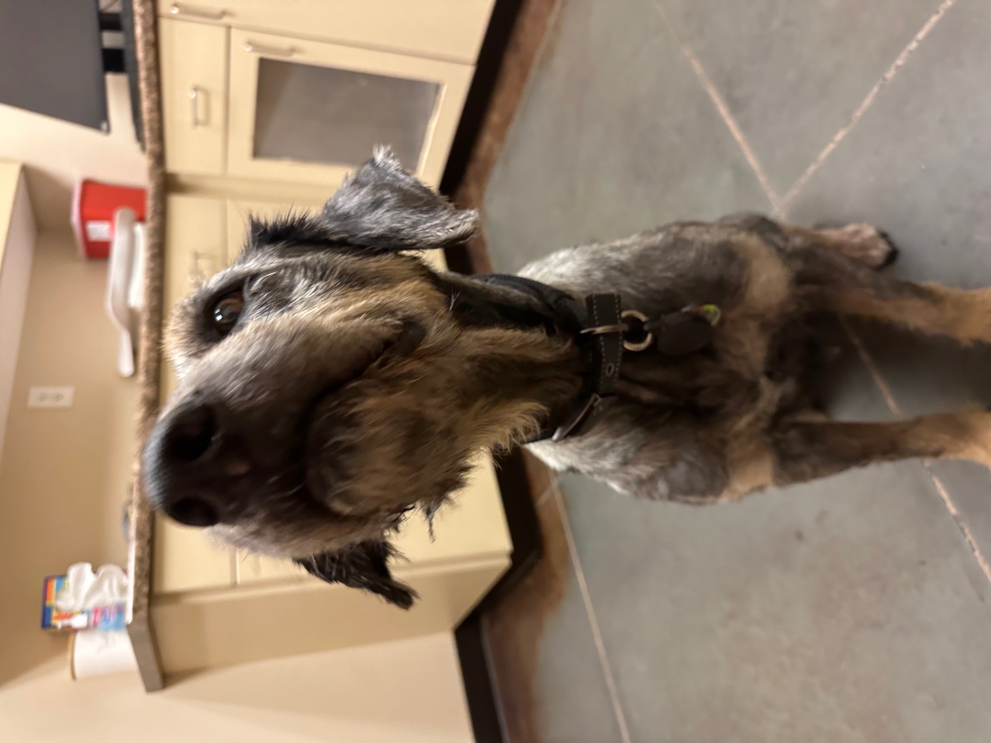 Roamer, a Adoptable mixed breed in Roy, UT image 2/6