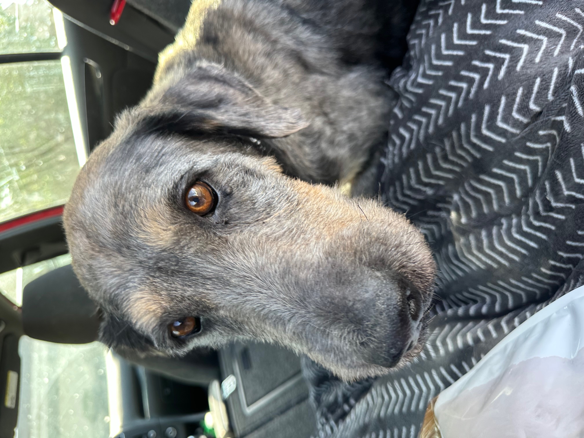 Roamer, a Adoptable mixed breed in Roy, UT image 5/6