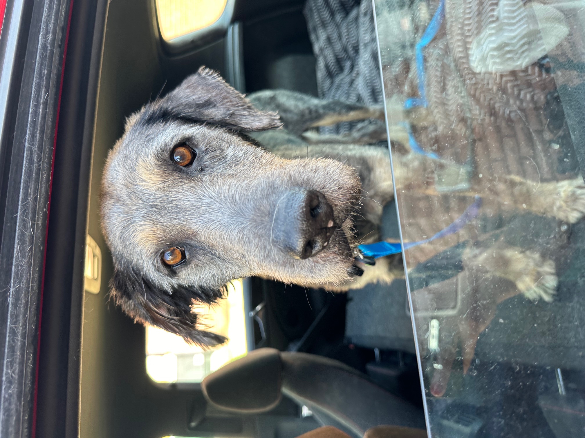 Roamer, a Adoptable mixed breed in Roy, UT image 1/6