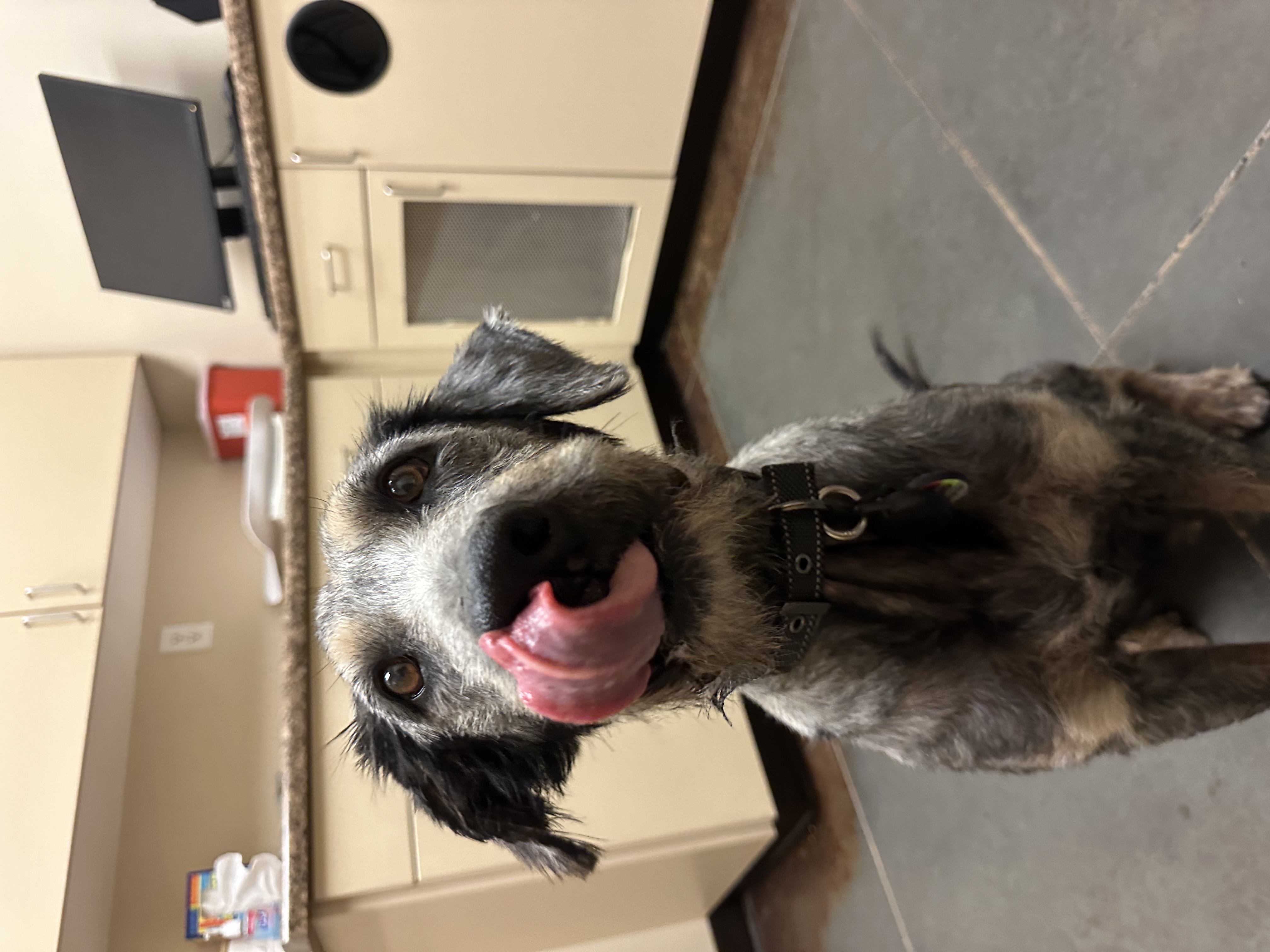 Roamer, a Adoptable mixed breed in Roy, UT image 6/6