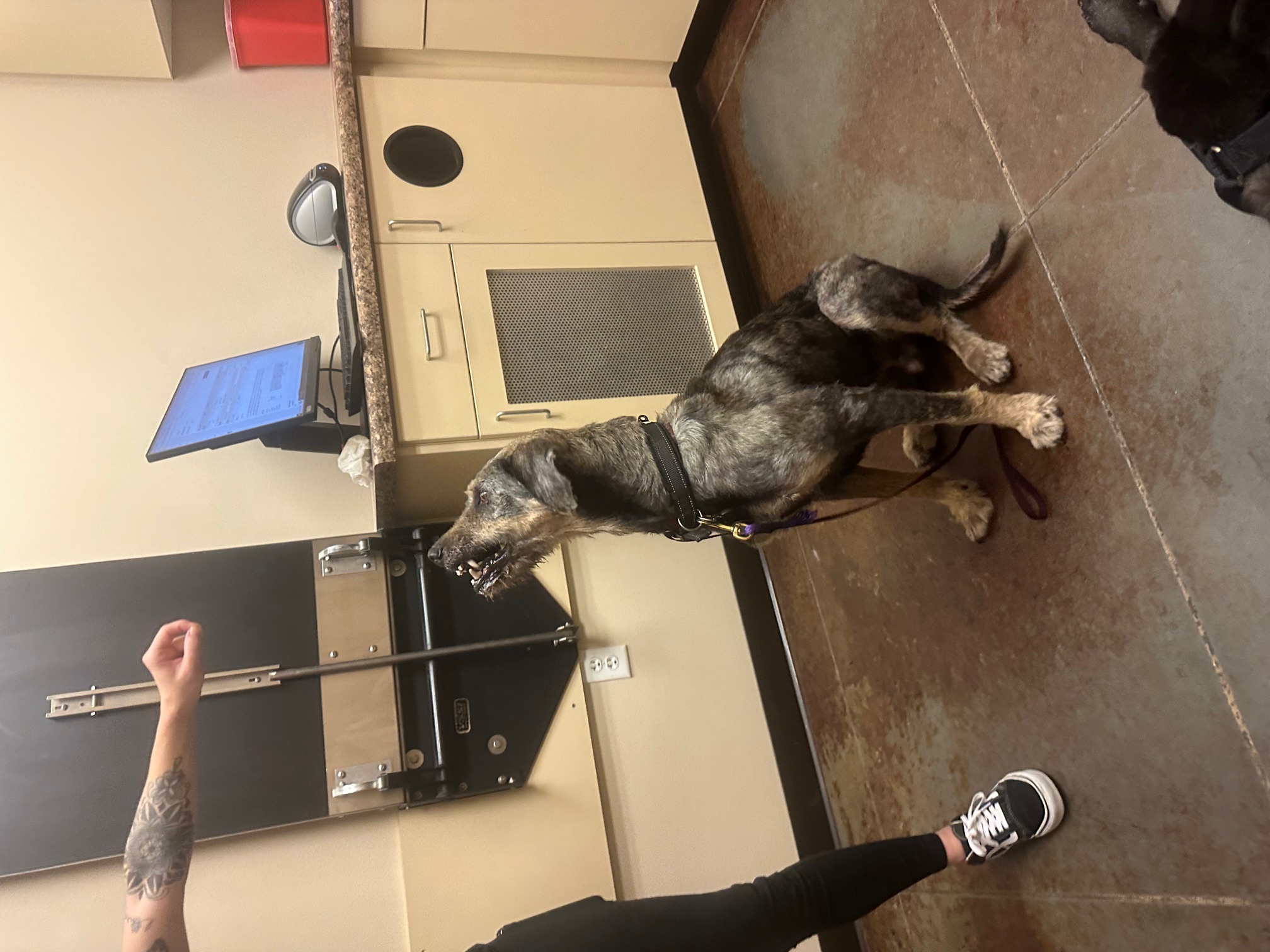 Roamer, a Adoptable mixed breed in Roy, UT image 4/6