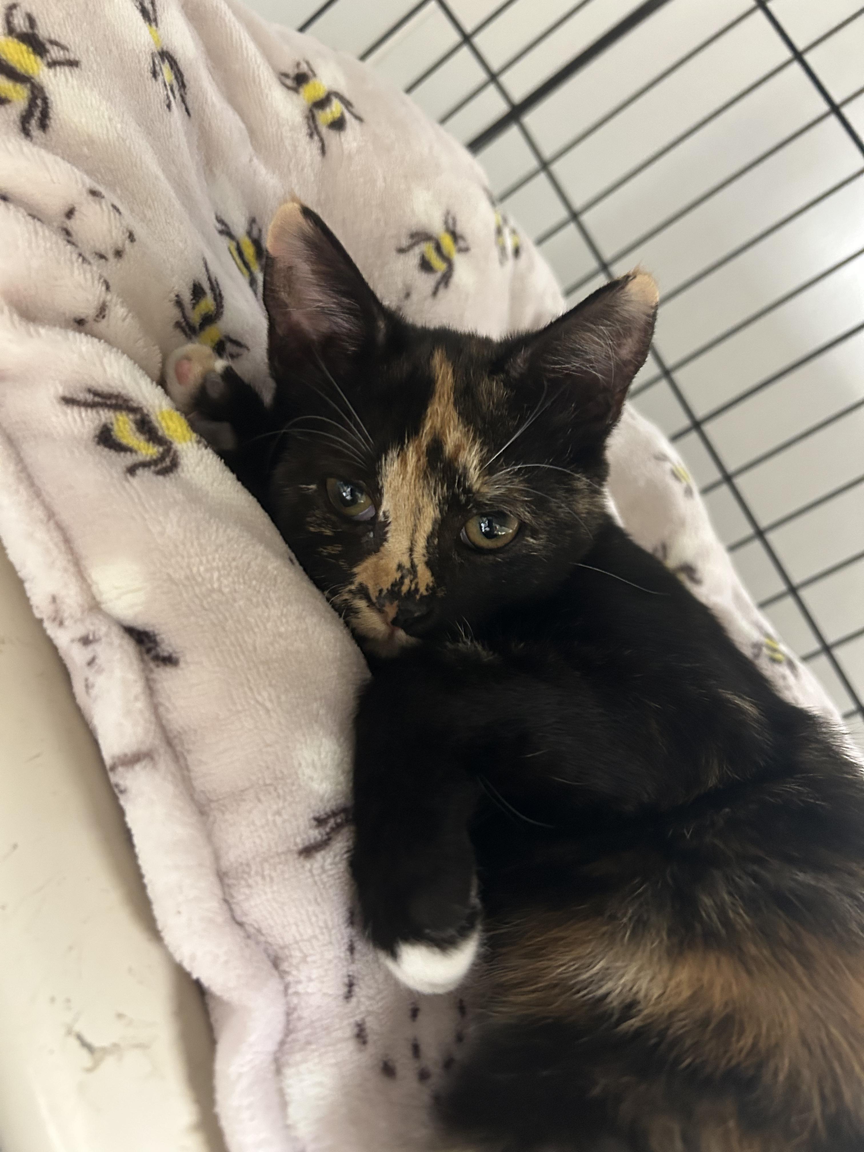Kitty and Cali, a ADOPTABLE Domestic Short Hair in Cape May, NJ image 3/4