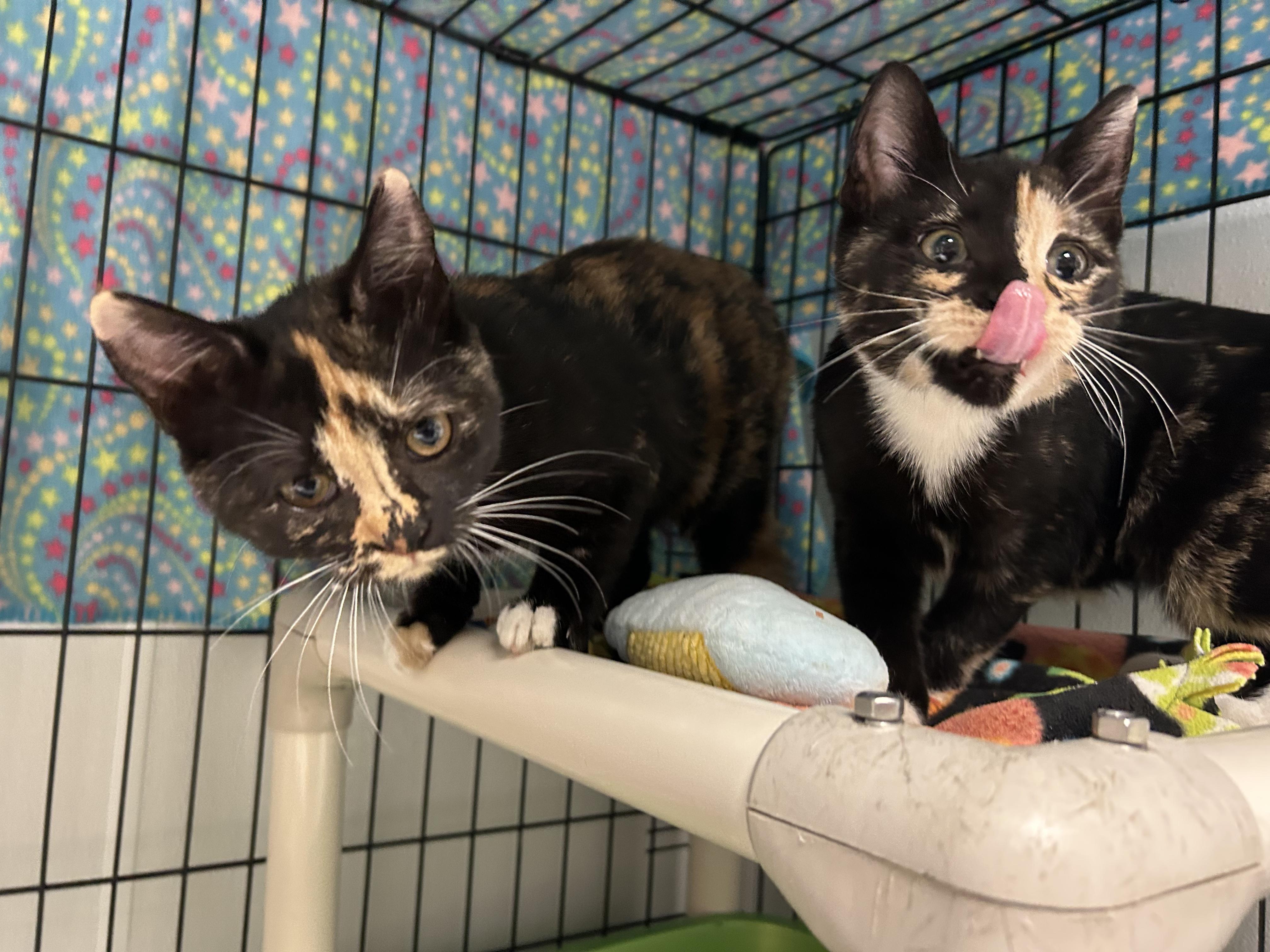 Kitty and Cali, ADOPTABLE, Kitten Female Domestic Short Hair.
