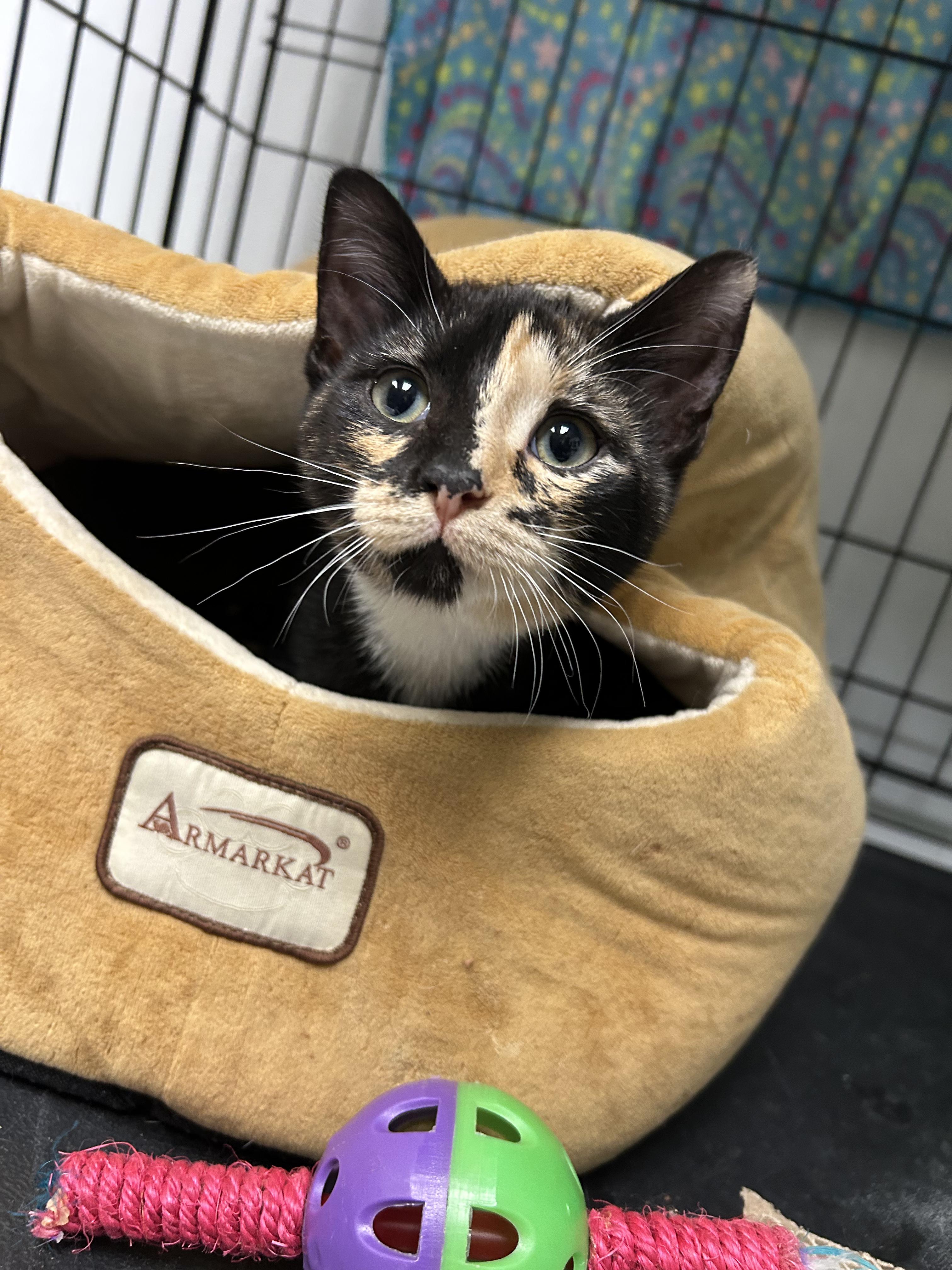 Kitty and Cali, a ADOPTABLE Domestic Short Hair in Cape May, NJ image 4/4