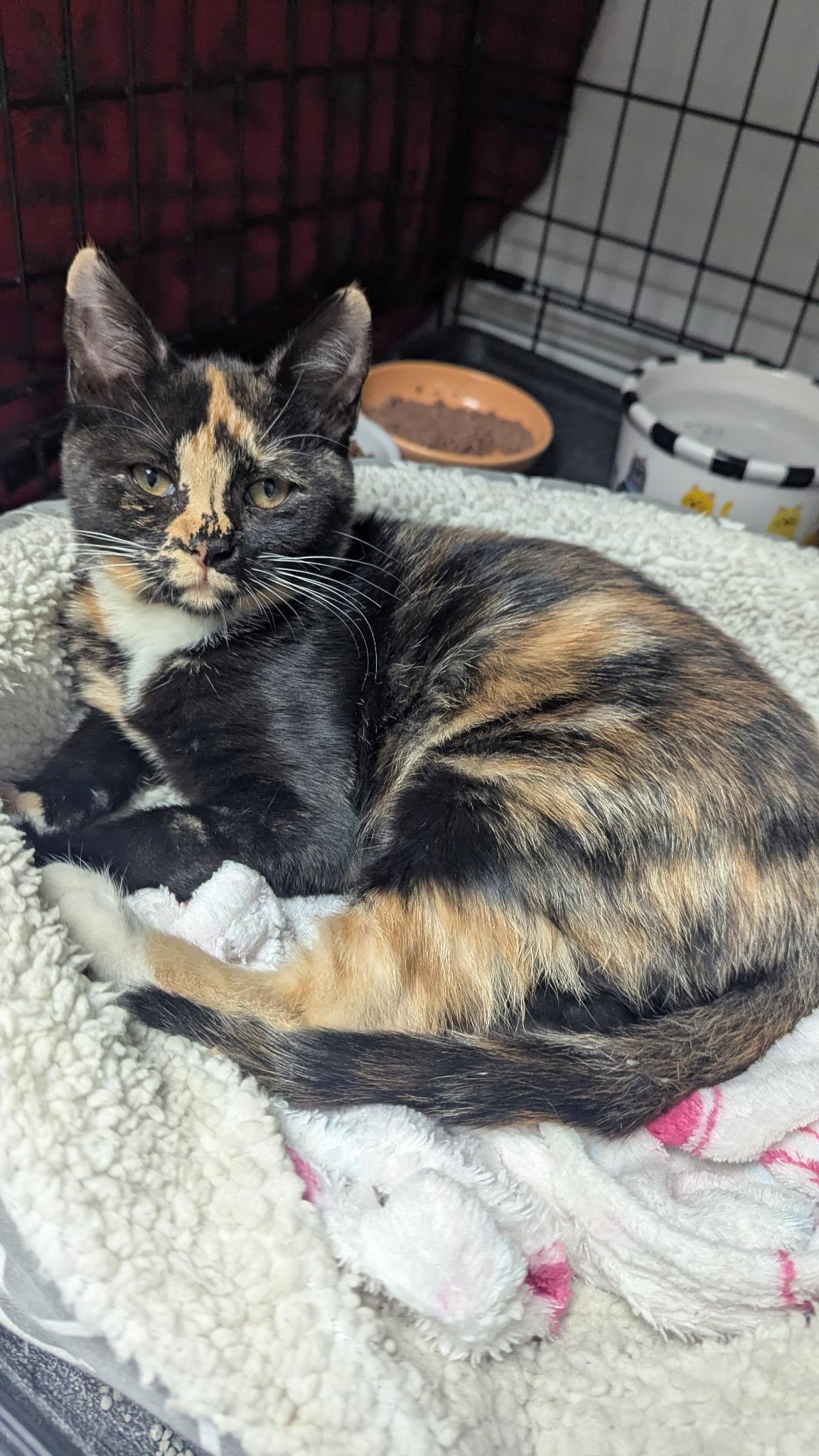 Kitty and Cali, a ADOPTABLE Domestic Short Hair in Cape May, NJ image 2/4