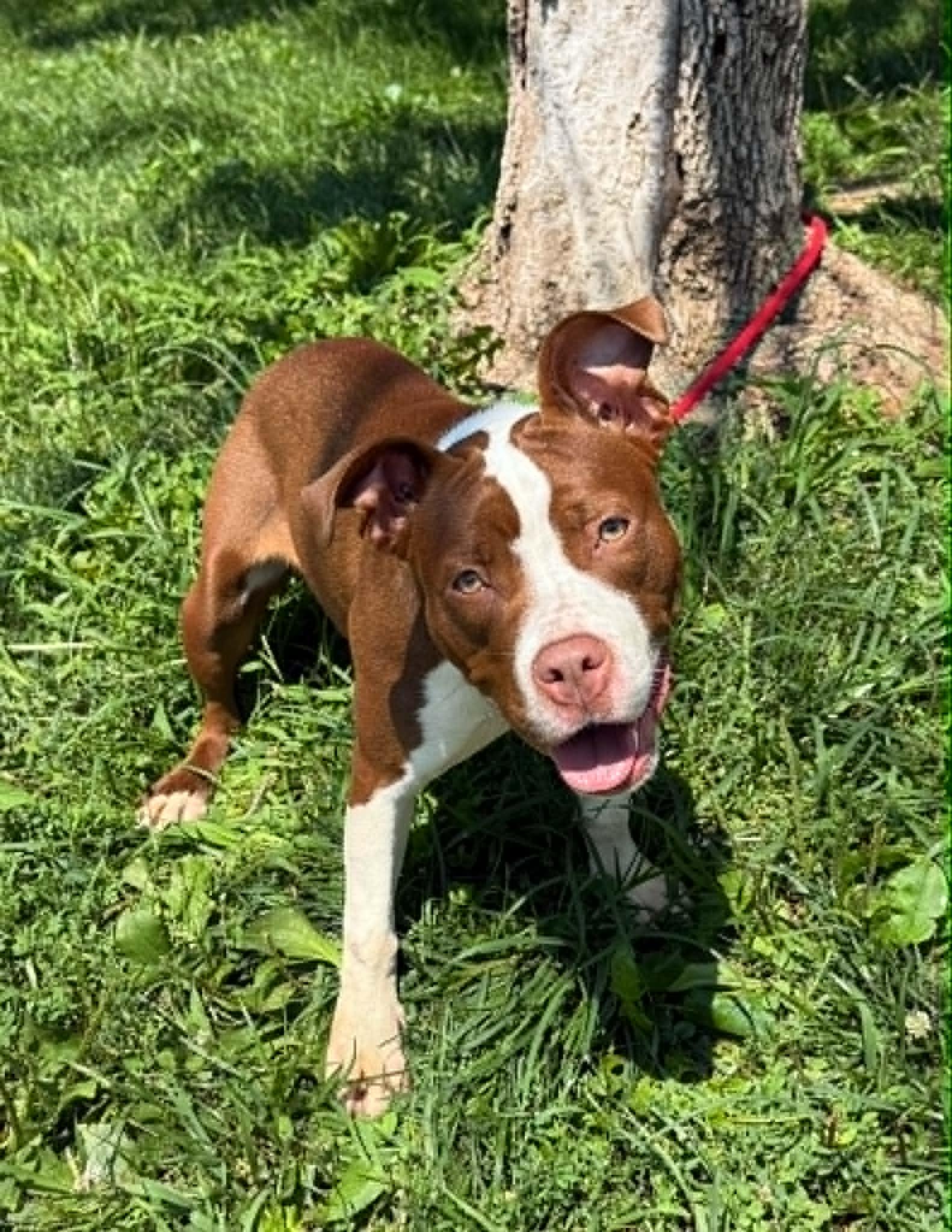 Enlarge River, a Adoptable mixed breed in Springfield, IL image 2/3