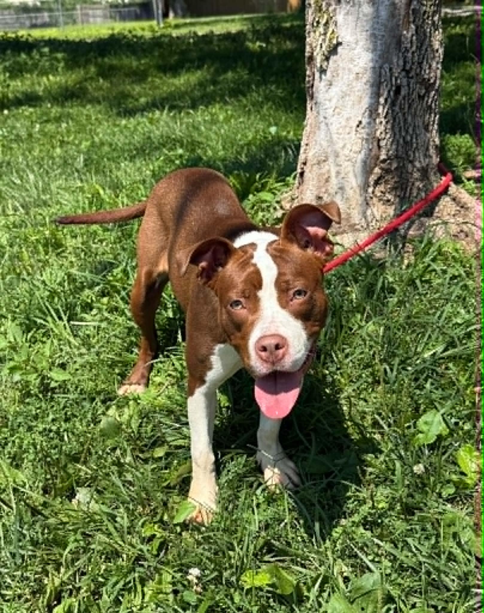 Enlarge River, a Adoptable mixed breed in Springfield, IL image 3/3