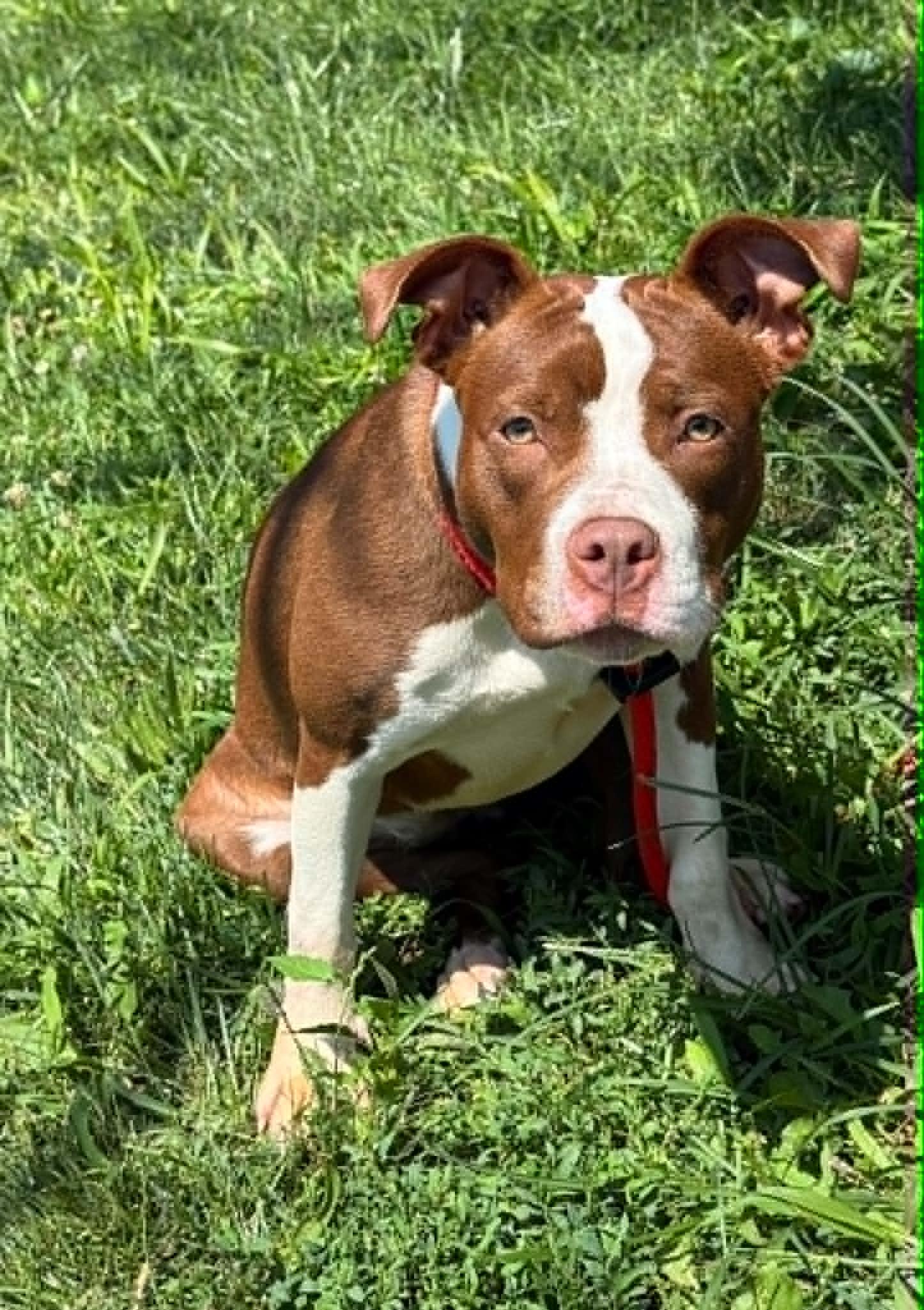River, Adoptable, Young Female Pit Bull Terrier.