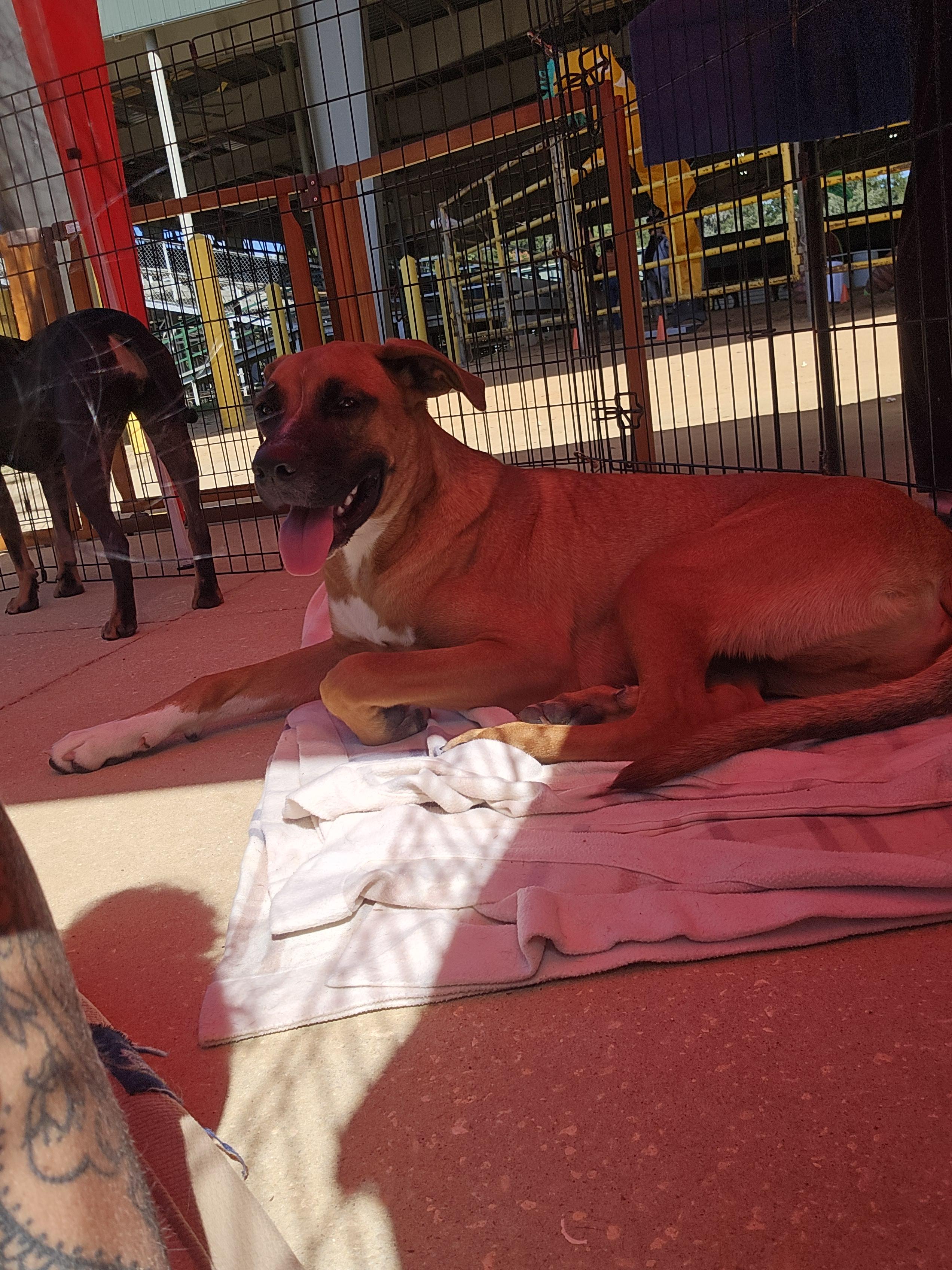 Lukey, Adoptable, Young Male Boxer & Shepherd.