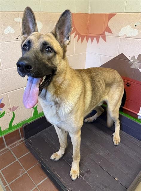 ROCKY, Adoptable, Young Male German Shepherd Dog.