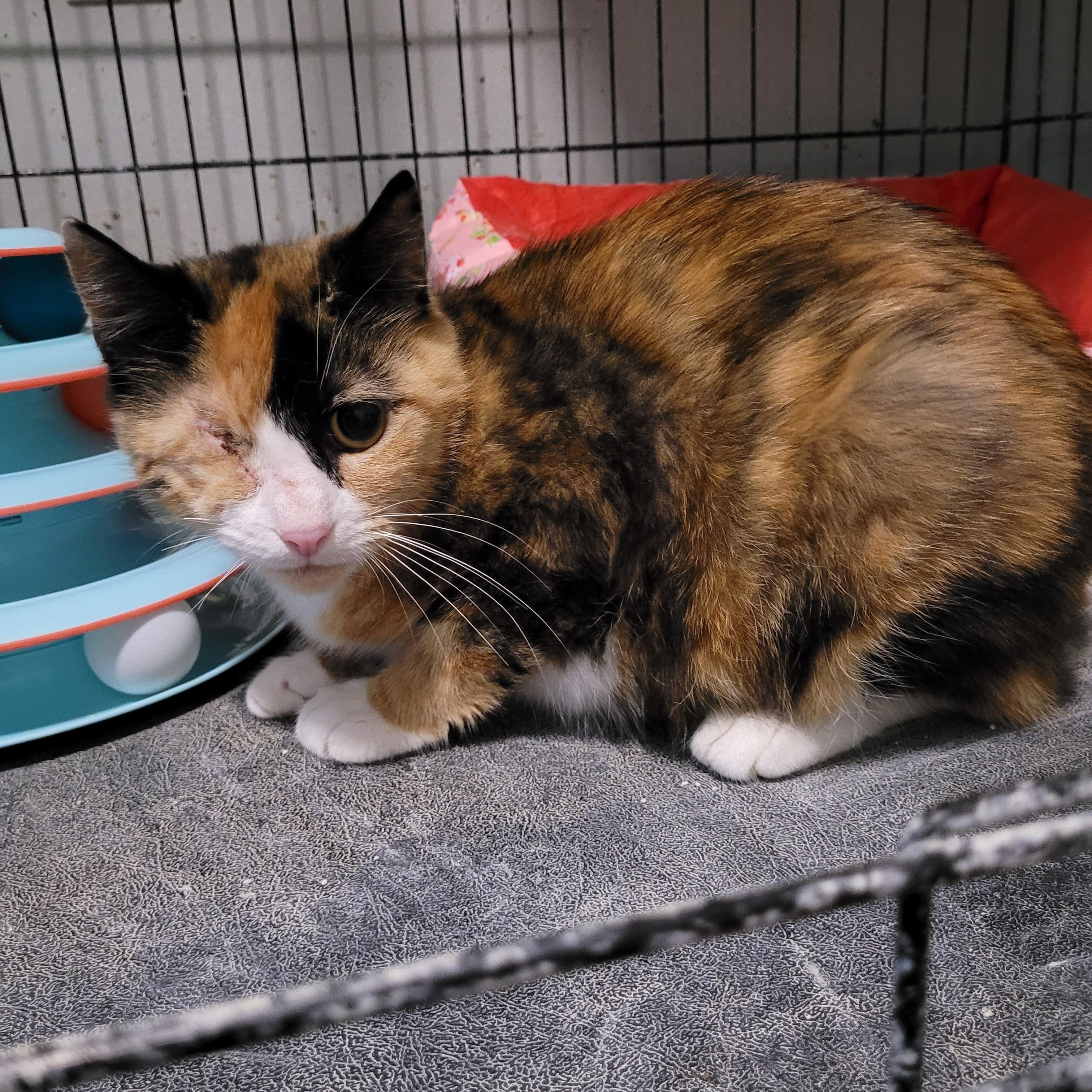 Enlarge Plissken, a ADOPTABLE Calico in Maple Shade, NJ image 2/4