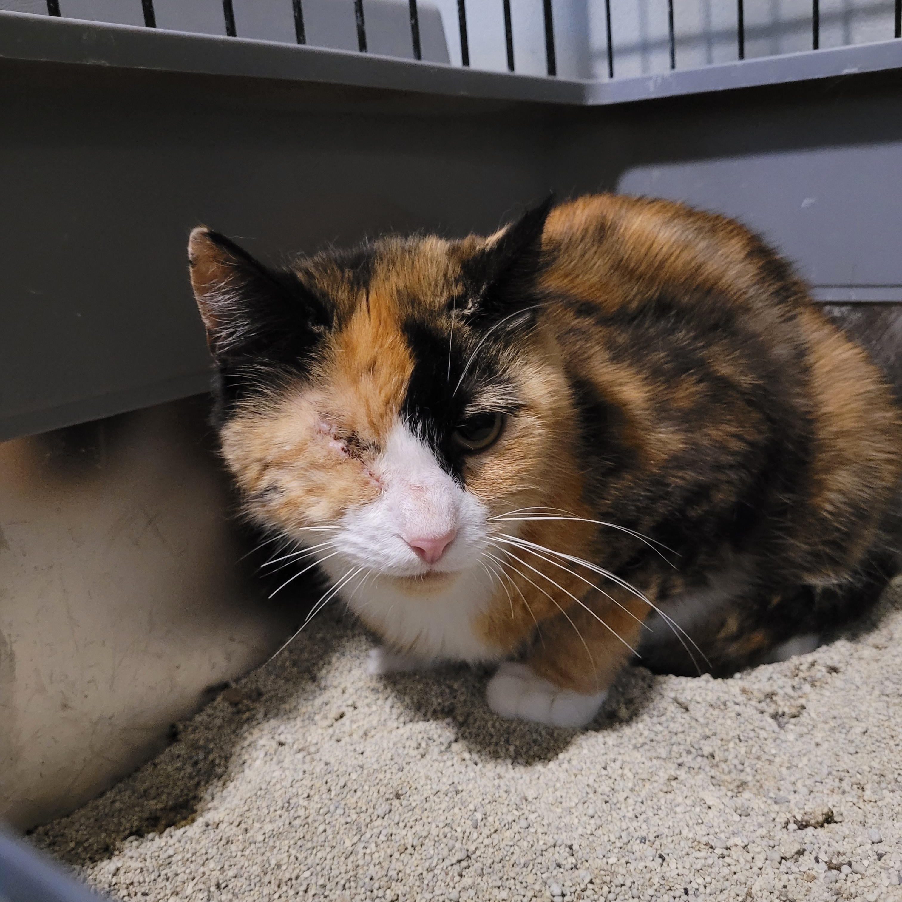 Enlarge Plissken, a ADOPTABLE Calico in Maple Shade, NJ image 3/4