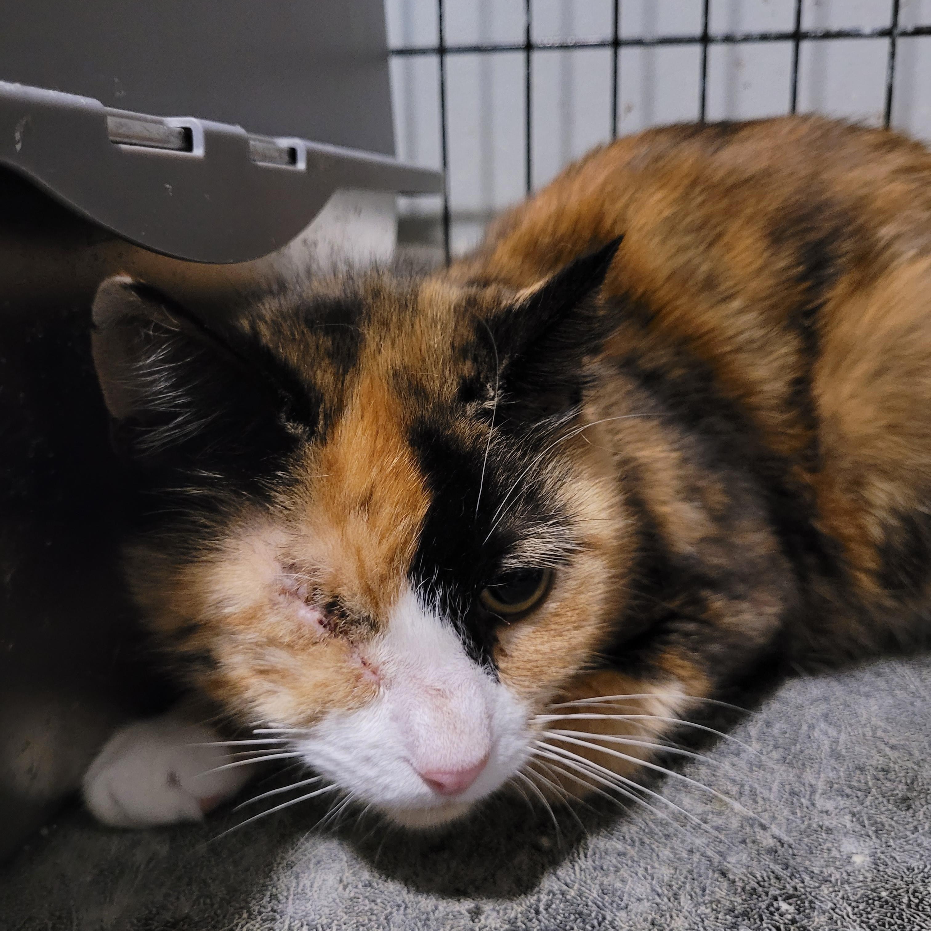 Plissken, ADOPTABLE, Adult Female Calico.