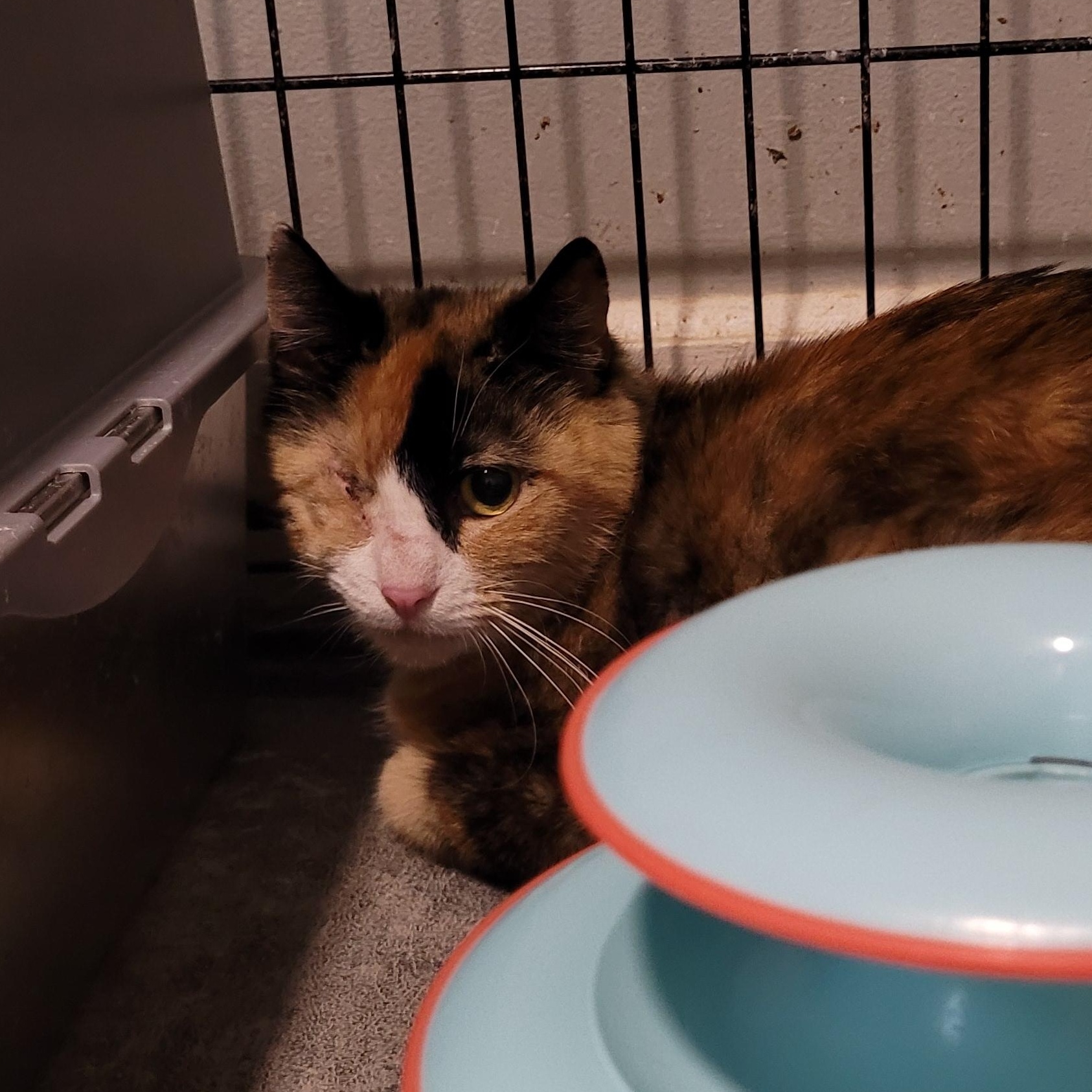 Enlarge Plissken, a ADOPTABLE Calico in Maple Shade, NJ image 4/4