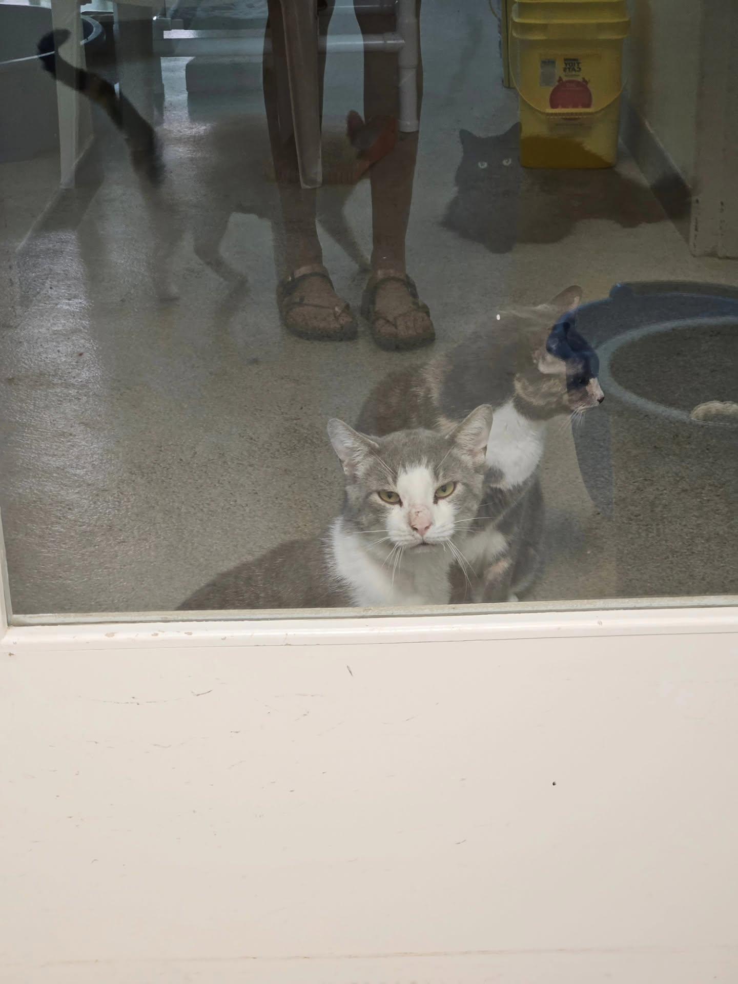 Toby, a ADOPTABLE Domestic Short Hair in Westbrook, CT image 2/5