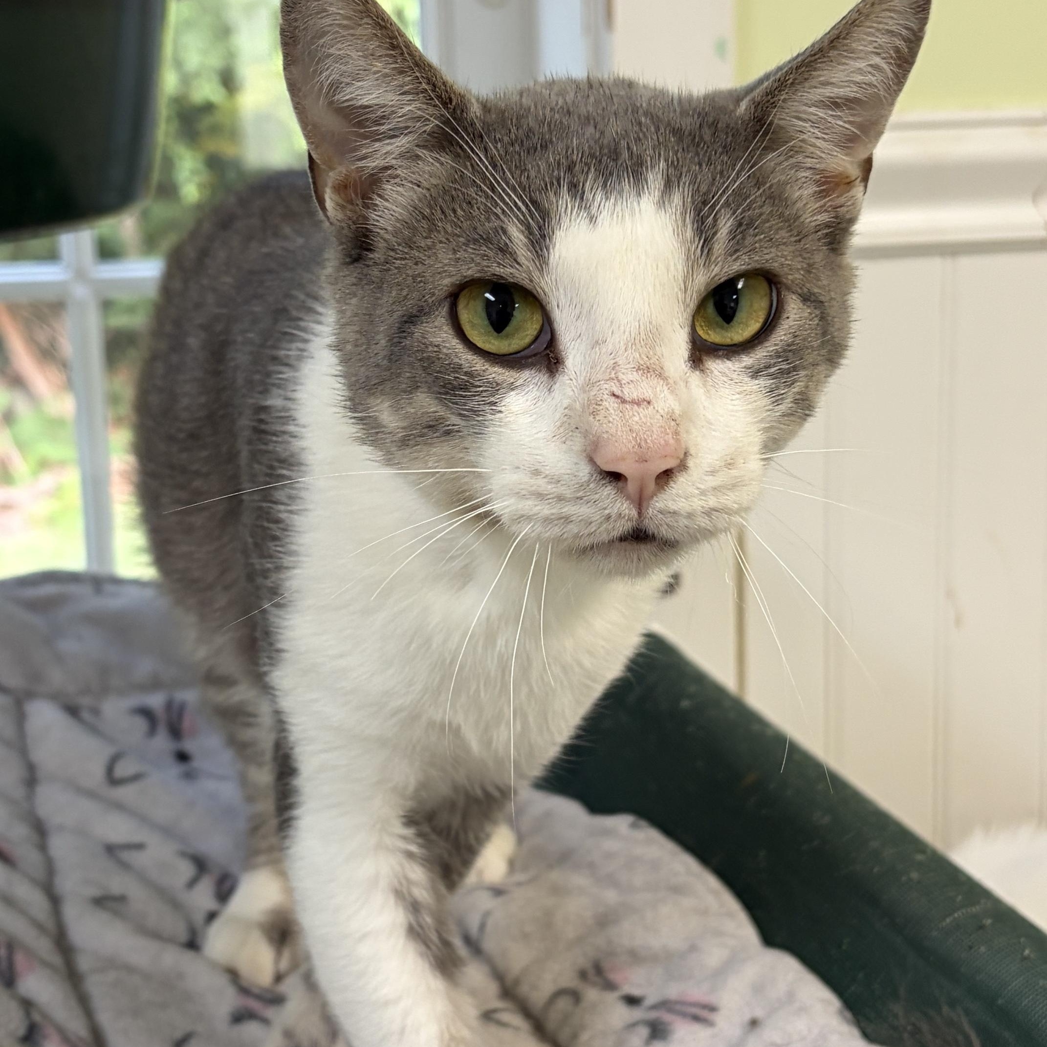 Toby, ADOPTABLE, Young Male Domestic Short Hair.
