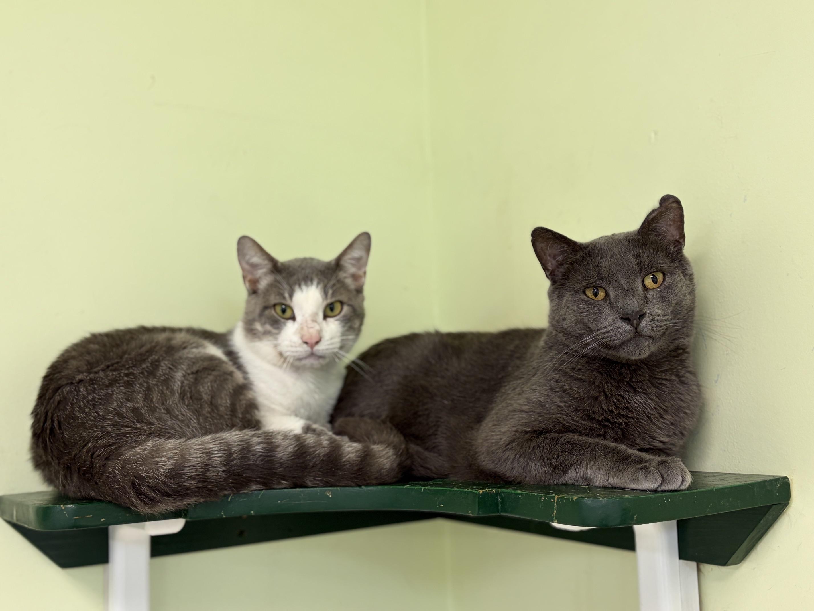 Toby, a ADOPTABLE Domestic Short Hair in Westbrook, CT image 4/5