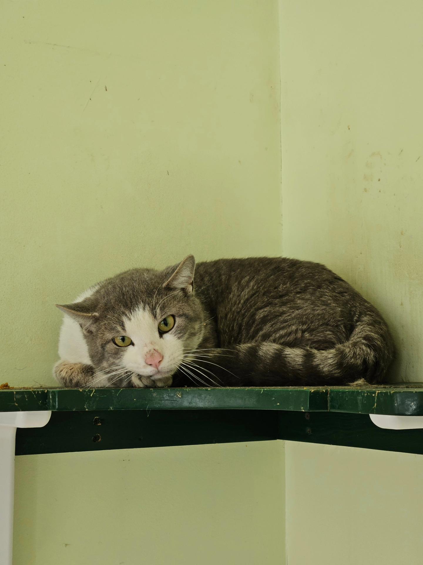 Toby, a ADOPTABLE Domestic Short Hair in Westbrook, CT image 5/5