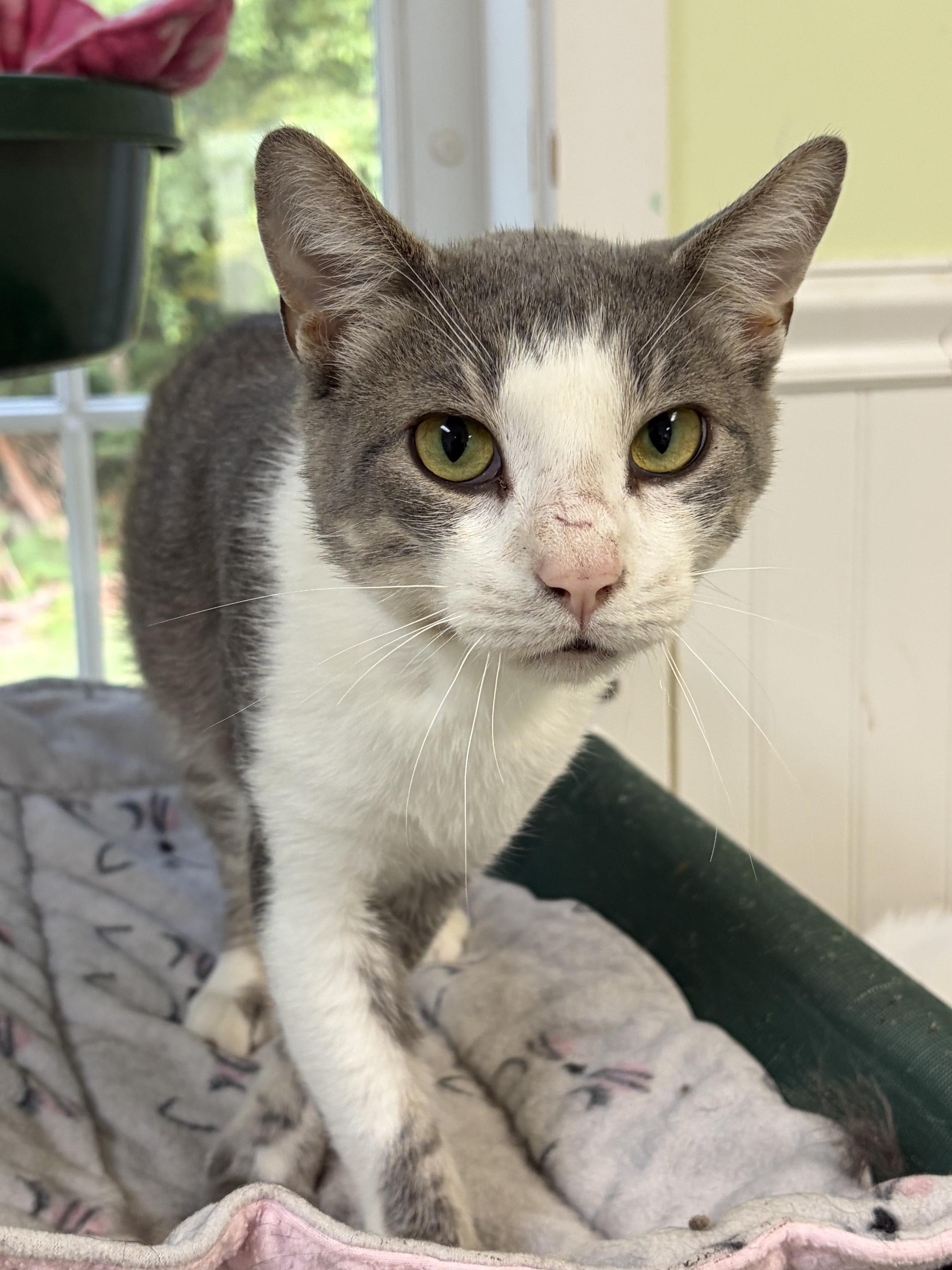 Enlarge Toby, a Adoptable Domestic Short Hair in Westbrook, CT image 6/6