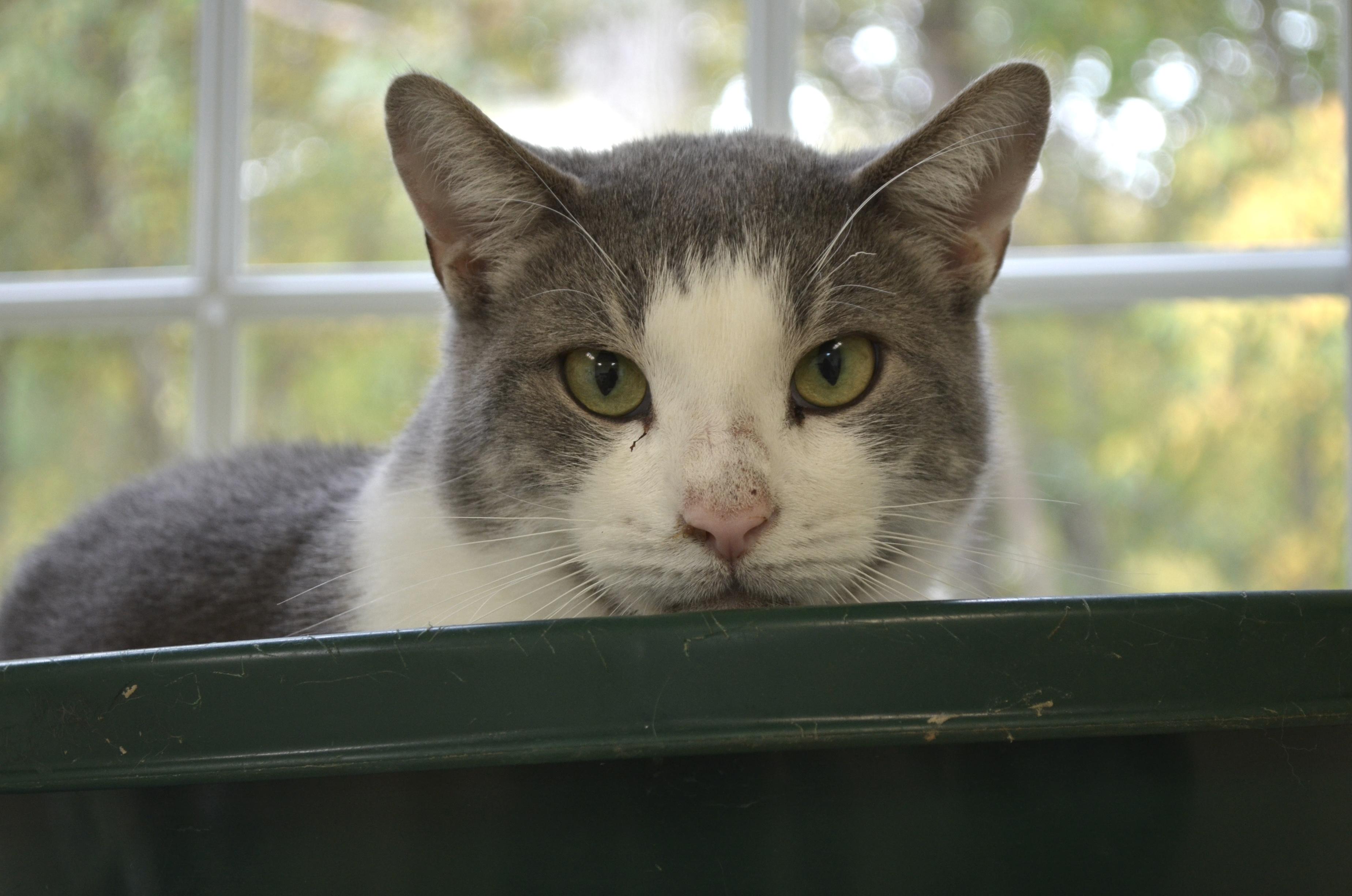 Toby, Adoptable, Young Male Domestic Short Hair.