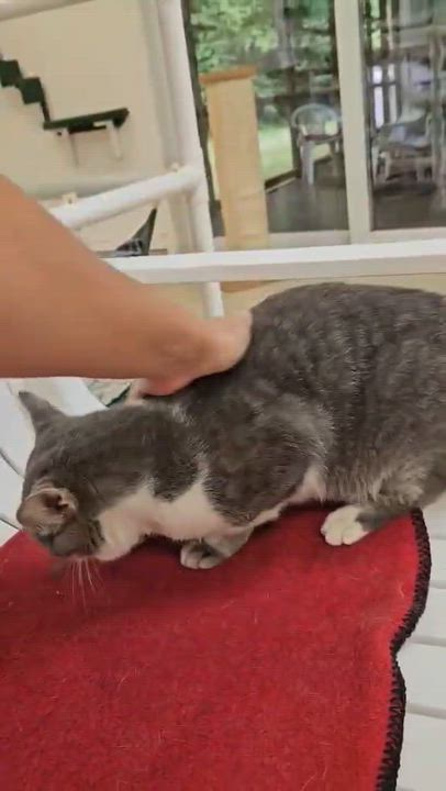 Enlarge Toby, a Adoptable Domestic Short Hair in Westbrook, CT video 5/5