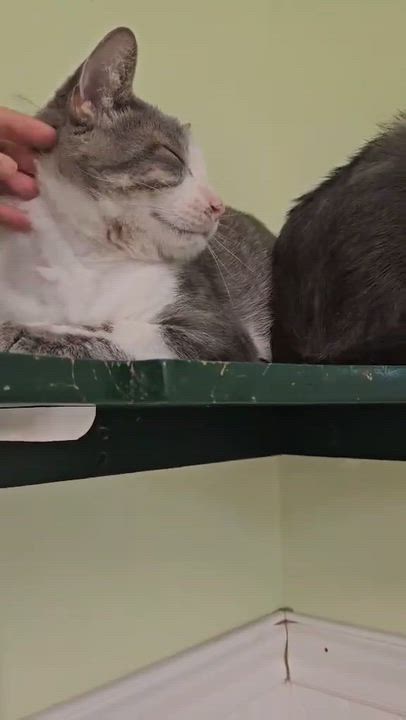 Enlarge Toby, a ADOPTABLE Domestic Short Hair in Westbrook, CT video 3/5