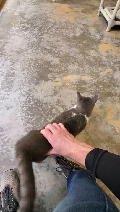 Enlarge Toby, a Adoptable Domestic Short Hair in Westbrook, CT video 5/6