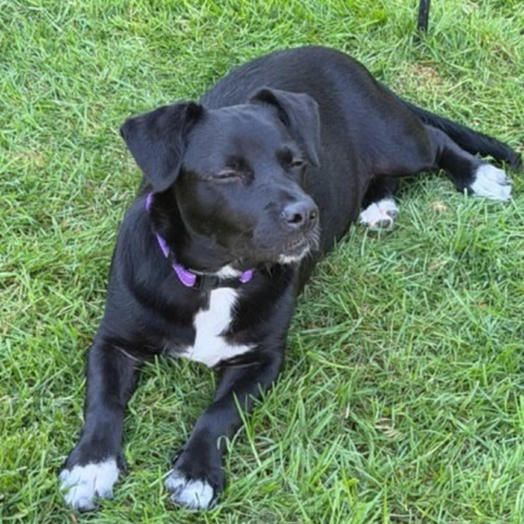 Enlarge Tux, a Adoptable mixed breed in Tacoma, WA image 2/4