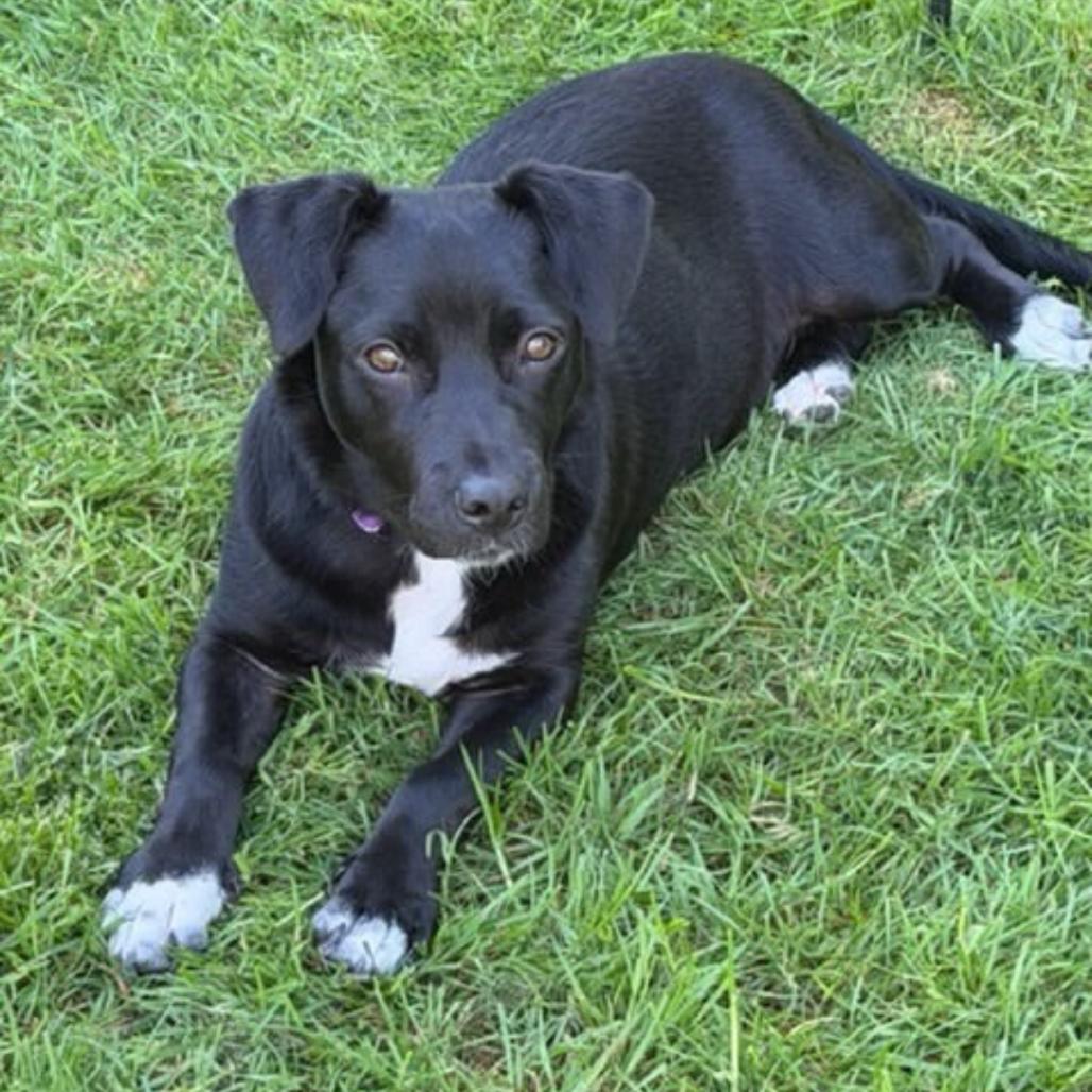 Enlarge Tux, a Adoptable mixed breed in Tacoma, WA image 3/4