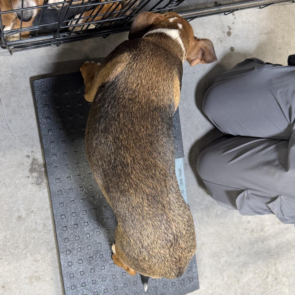 Enlarge Gordis, a Adoptable Mixed Breed in Las Cruces, NM image 1/3
