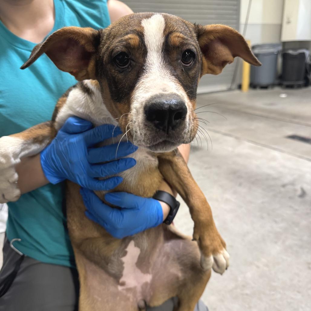 Enlarge Gordis, a Adoptable Mixed Breed in Las Cruces, NM image 2/3
