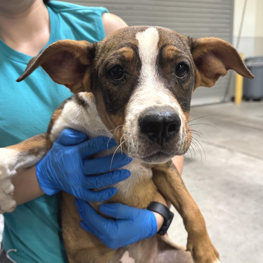 Gordis, Adoptable, Puppy Female Mixed Breed.