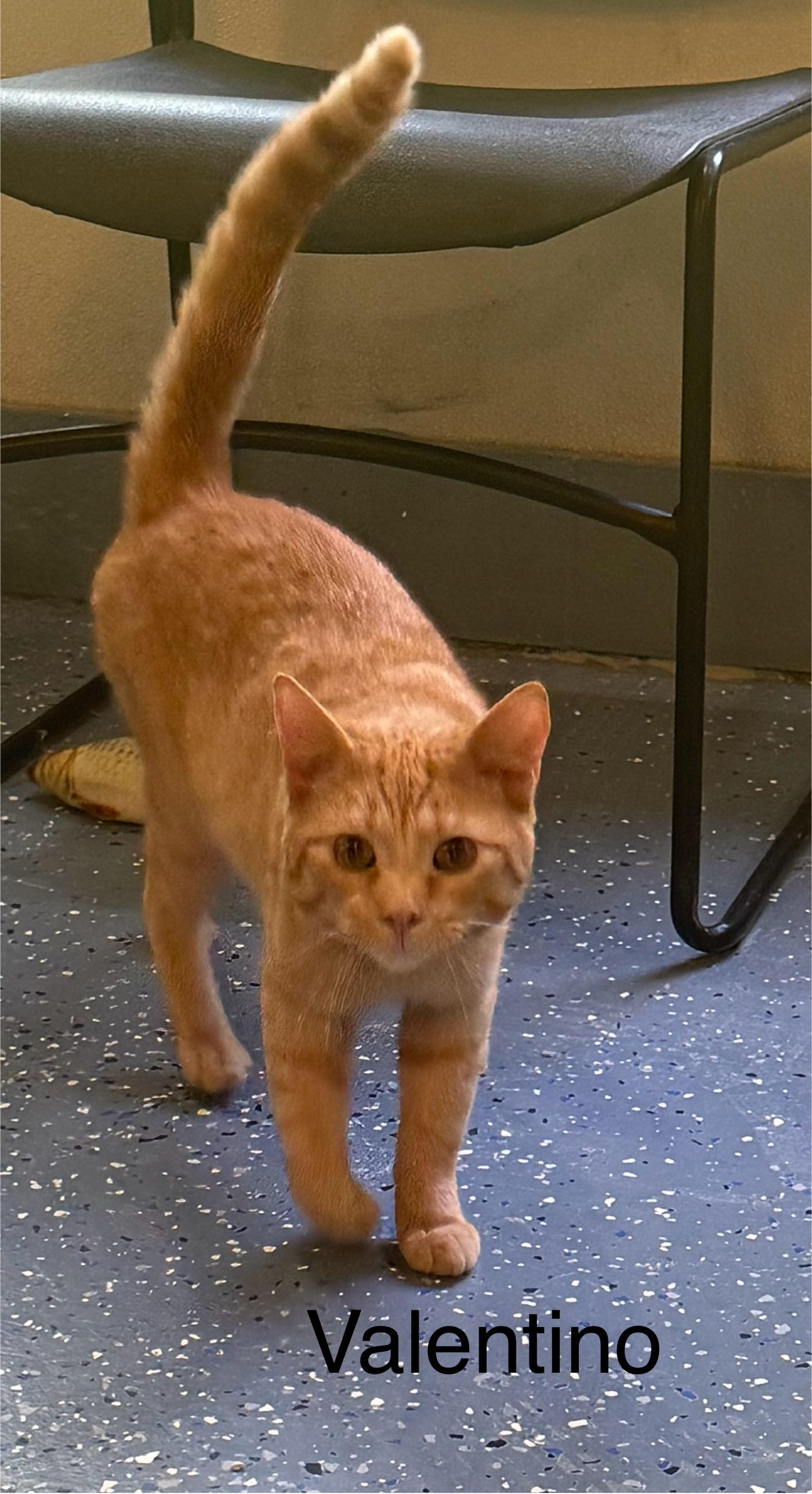 Enlarge Valentino, a Adoptable Domestic Short Hair image 1/1