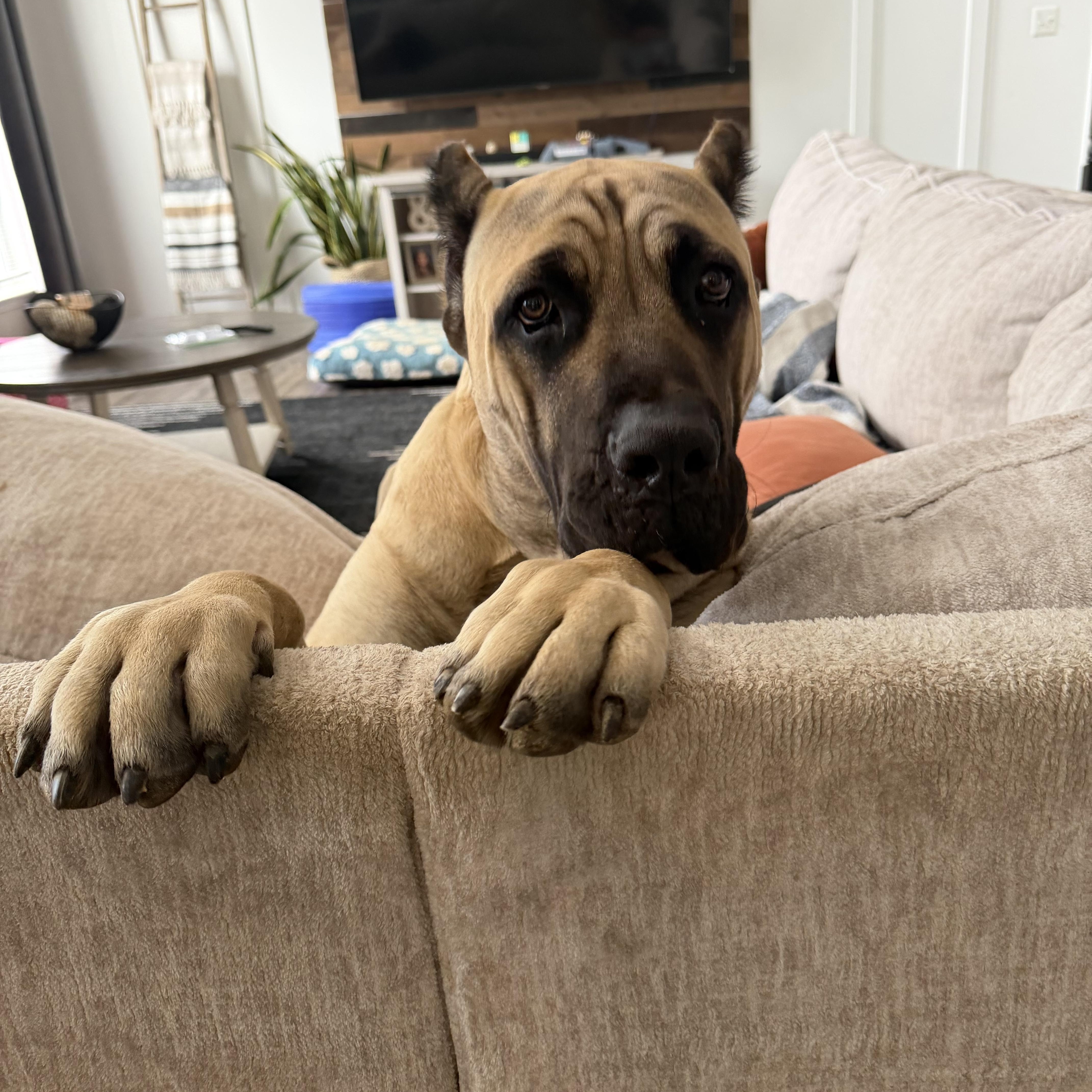 Enlarge Magnus , an adopted mixed breed in Manassas, VA image 1/2