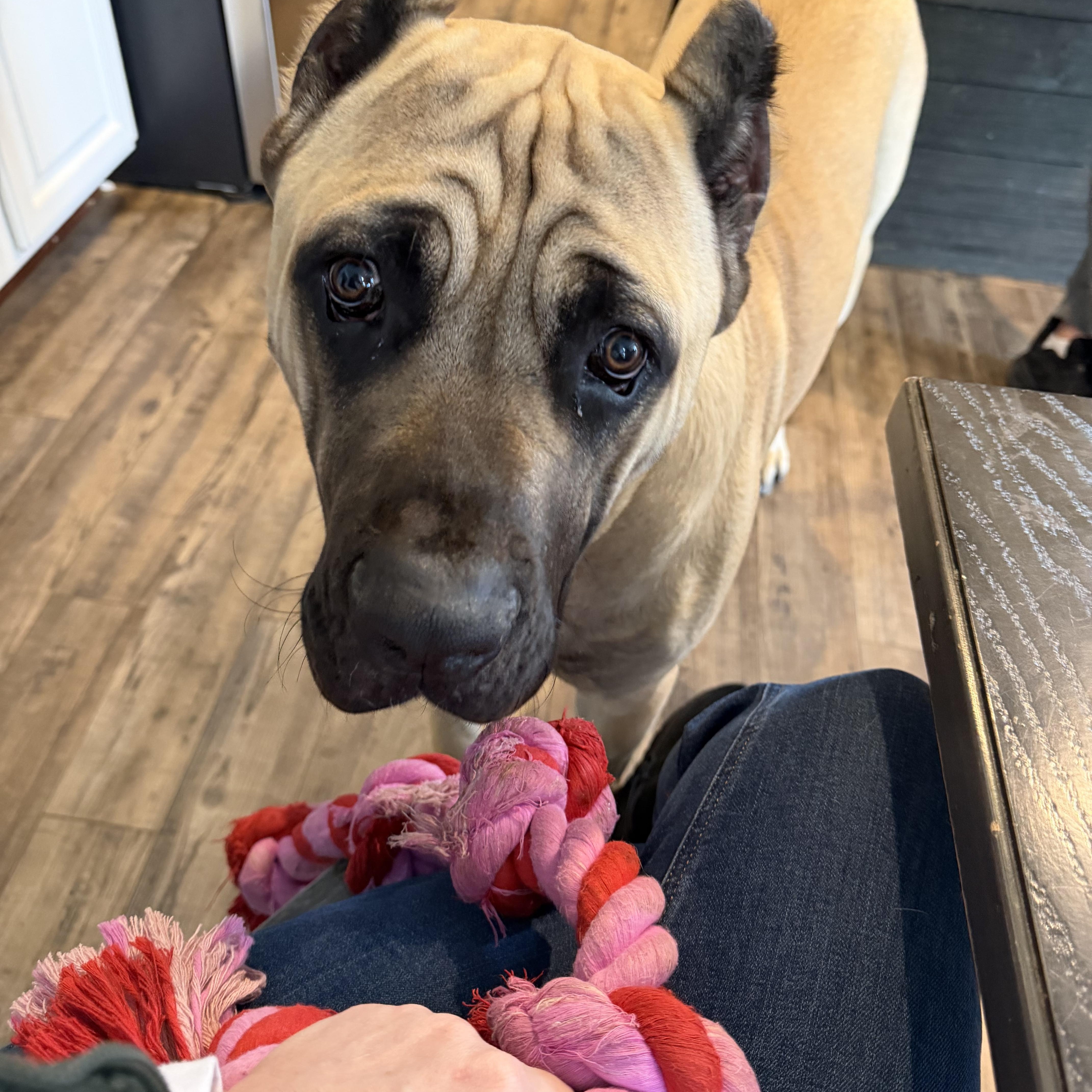 Enlarge Magnus , an adopted mixed breed in Manassas, VA image 2/2
