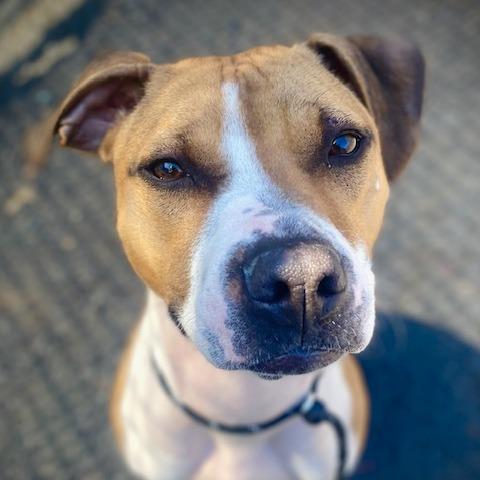 Enlarge Missy, a Adoptable Pit Bull Terrier in Perkiomenville, PA image 1/6