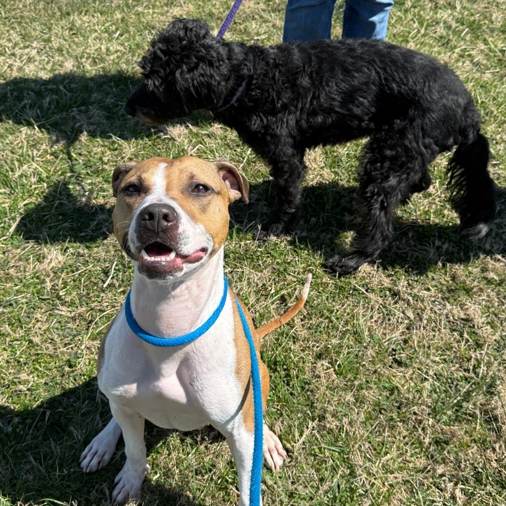 Enlarge Missy, a Adoptable Pit Bull Terrier in Perkiomenville, PA image 2/6