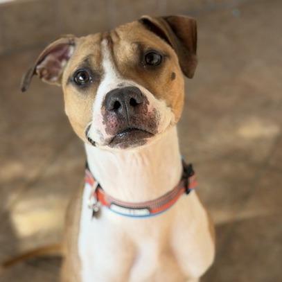Enlarge Missy, a Adoptable Pit Bull Terrier in Perkiomenville, PA image 4/6