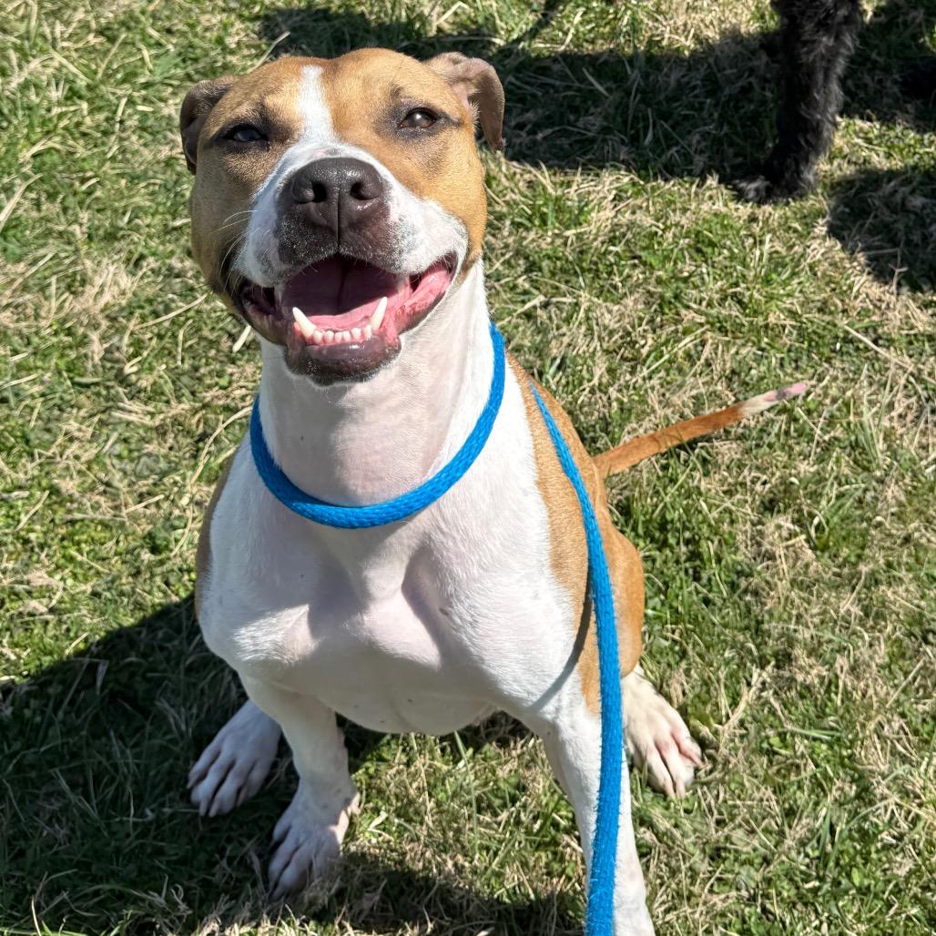 Enlarge Missy, a Adoptable Pit Bull Terrier in Perkiomenville, PA image 3/6